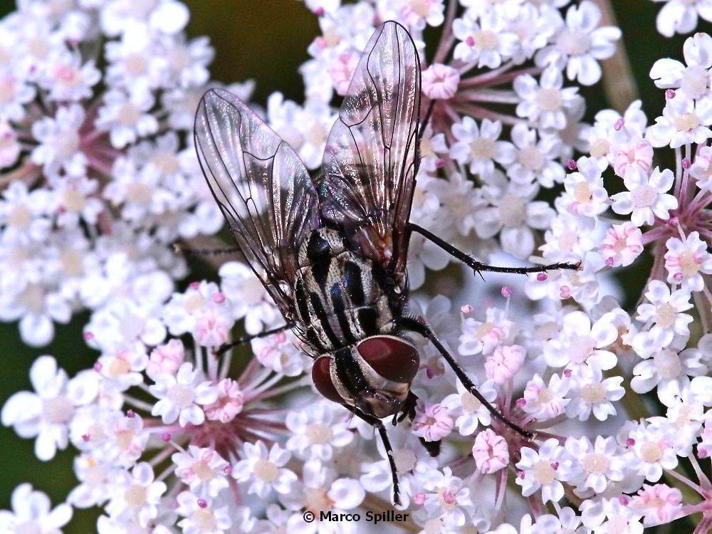 Muscidae: Graphomya maculata, femmina